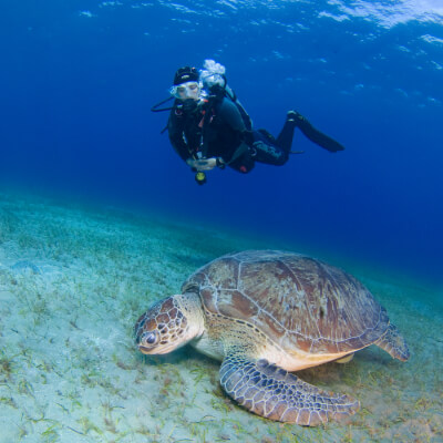 A diver watches a sea turtle crawl along the sea floor.