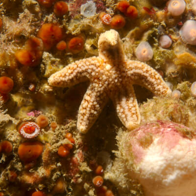 A tiny starfish nestled between sea anemones on a reef.